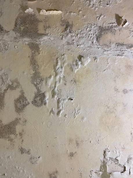 Best Mold Damage Repair  in Shelton, NE