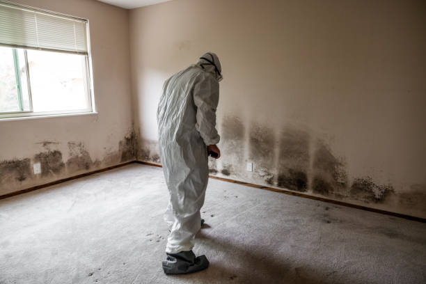 Best Certified Mold Removal  in Shelton, NE